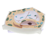 Maxbell Maxbell Magnification 20000X Plant Cell Micro Structural Anatomy Model Biological Study & Learn Laboratory Ornament