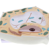 Maxbell Maxbell Magnification 20000X Plant Cell Micro Structural Anatomy Model Biological Study & Learn Laboratory Ornament