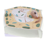 Maxbell Maxbell Magnification 20000X Plant Cell Micro Structural Anatomy Model Biological Study & Learn Laboratory Ornament