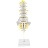 Maxbell Maxbell 1:1 Human 5 Lumbar Vertebrae With Sacrum & Coccyx Anatomical Model