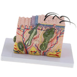 Maxbell Magnify 35X Human Skin Texture Subcutaneous Tissue Dissection Model Biology Teaching Display - Aladdin Shoppers