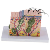 Maxbell Magnify 35X Human Skin Texture Subcutaneous Tissue Dissection Model Biology Teaching Display - Aladdin Shoppers