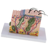 4xMagnify 35X Human Anatomical Skin Model Anatomy Biology  Teaching Aid