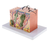 4xMagnify 35X Human Anatomical Skin Model Anatomy Biology  Teaching Aid