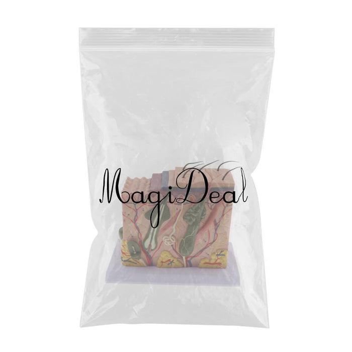 Maxbell Magnification 70X Human Skin Epidermis Dermal Skin Appendages Model Lab Supplies Educative - Aladdin Shoppers