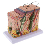 Maxbell Magnification 70X Human Skin Epidermis Dermal Skin Appendages Model Lab Supplies Educative - Aladdin Shoppers