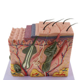 Maxbell Magnification 70X Human Skin Epidermis Dermal Skin Appendages Model Lab Supplies Educative - Aladdin Shoppers
