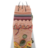 Maxbell Magnification 70X Human Skin Epidermis Dermal Skin Appendages Model Lab Supplies Educative - Aladdin Shoppers