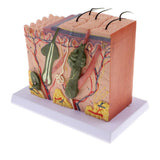 Maxbell Magnification 70X Human Skin Epidermis Dermal Skin Appendages Model Lab Supplies Educative - Aladdin Shoppers