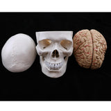 Maxbell Maxbell 1:1 Human Head Skull Skeleton & 8 Parts Human Brain Model Laboratory Ornament Science Toy