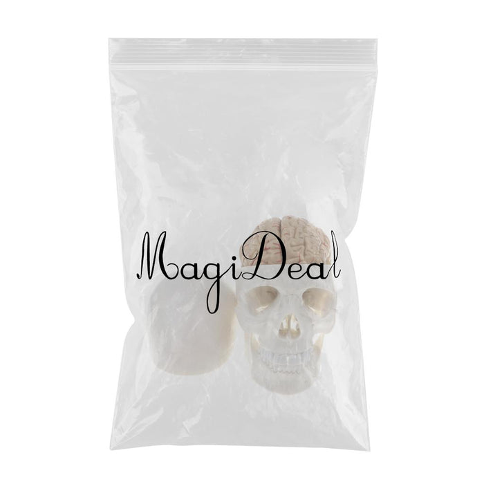 Maxbell Maxbell 1:1 Human Head Skull Skeleton & 8 Parts Human Brain Model Laboratory Ornament Science Toy