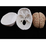 Maxbell Maxbell 1:1 Human Head Skull Skeleton & 8 Parts Human Brain Model Laboratory Ornament Science Toy