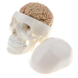 Maxbell Maxbell 1:1 Human Head Skull Skeleton & 8 Parts Human Brain Model Laboratory Ornament Science Toy