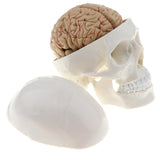 Maxbell Maxbell 1:1 Human Head Skull Skeleton & 8 Parts Human Brain Model Laboratory Ornament Science Toy