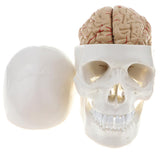 Maxbell Maxbell 1:1 Human Head Skull Skeleton & 8 Parts Human Brain Model Laboratory Ornament Science Toy