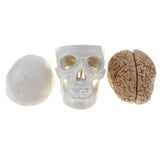 Maxbell Maxbell 1:1 Human Head Skull Skeleton & 8 Parts Human Brain Model Laboratory Ornament Science Toy