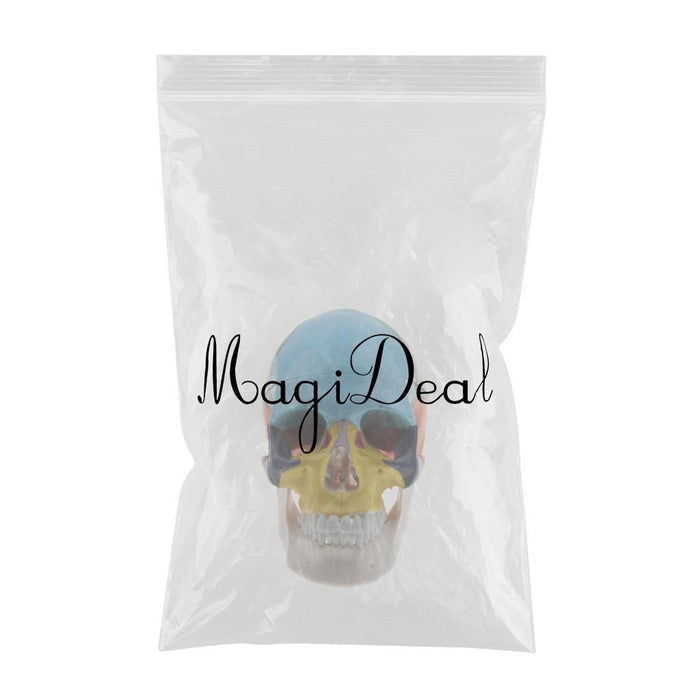 Maxbell 1:1 Lifesize Human Colored Head Skull Skeleton with Removable 8 Parts Brain Brainstem Model School Teaching Aid Lab Supplies - Aladdin Shoppers