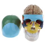 Maxbell 1:1 Lifesize Human Colored Head Skull Skeleton with Removable 8 Parts Brain Brainstem Model School Teaching Aid Lab Supplies - Aladdin Shoppers