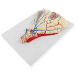 Maxbell Human Magnified Pulmonary Alveolar Anatomical Model with Base, 27 x 20 cm - Aladdin Shoppers