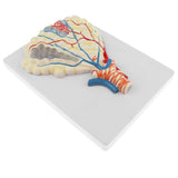 Maxbell Human Magnified Pulmonary Alveolar Anatomical Model with Base, 27 x 20 cm - Aladdin Shoppers