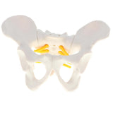 Maxbell Small Size Human Female Pelvic Skeleton Anatomical Model, 13 x 10 x 9 cm - Aladdin Shoppers
