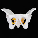Maxbell Small Size Human Female Pelvic Skeleton Anatomical Model, 13 x 10 x 9 cm - Aladdin Shoppers