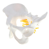 Maxbell Small Size Human Female Pelvic Skeleton Anatomical Model, 13 x 10 x 9 cm - Aladdin Shoppers