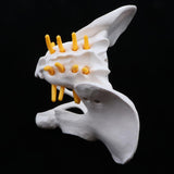 Maxbell Small Size Human Female Pelvic Skeleton Anatomical Model, 13 x 10 x 9 cm - Aladdin Shoppers