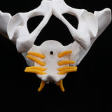 Maxbell Small Size Human Female Pelvic Skeleton Anatomical Model, 13 x 10 x 9 cm - Aladdin Shoppers
