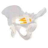 Maxbell Small Size Human Female Pelvic Skeleton Anatomical Model, 13 x 10 x 9 cm - Aladdin Shoppers