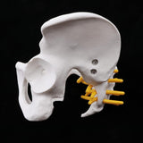 Maxbell Small Size Human Female Pelvic Skeleton Anatomical Model, 13 x 10 x 9 cm - Aladdin Shoppers
