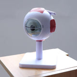 Maxbell Scientific Eye Anatomy Model | 3 Times Enlarged Model Dissects to 6 Parts of Eye | Includes Base and Detailed Full Color - Aladdin Shoppers