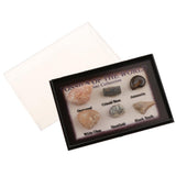 Maxbell Maxbell Natural Marine Animal Fossils Collection Biology Science Kit - Pack of 6