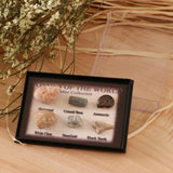 Maxbell Maxbell Natural Marine Animal Fossils Collection Biology Science Kit - Pack of 6