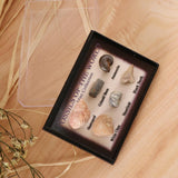 Maxbell Maxbell Natural Marine Animal Fossils Collection Biology Science Kit - Pack of 6