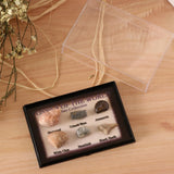 Maxbell Maxbell Natural Marine Animal Fossils Collection Biology Science Kit - Pack of 6