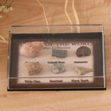 Maxbell Maxbell Natural Marine Animal Fossils Collection Biology Science Kit - Pack of 6