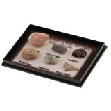 Maxbell Maxbell Natural Marine Animal Fossils Collection Biology Science Kit - Pack of 6