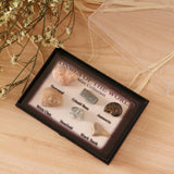 Maxbell Maxbell Natural Marine Animal Fossils Collection Biology Science Kit - Pack of 6