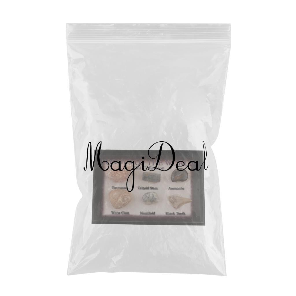 Maxbell Maxbell Natural Marine Animal Fossils Collection Biology Science Kit - Pack of 6