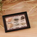 Maxbell Maxbell Natural Marine Animal Fossils Collection Biology Science Kit - Pack of 6