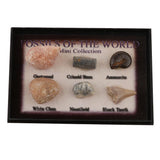 Maxbell Maxbell Natural Marine Animal Fossils Collection Biology Science Kit - Pack of 6