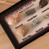 Maxbell Maxbell Natural Marine Animal Fossils Collection Biology Science Kit - Pack of 6
