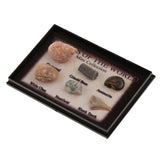 Maxbell Maxbell Natural Marine Animal Fossils Collection Biology Science Kit - Pack of 6
