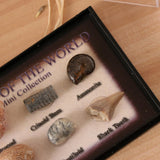 Maxbell Maxbell Natural Marine Animal Fossils Collection Biology Science Kit - Pack of 6