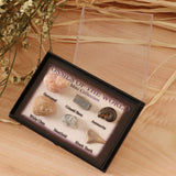 Maxbell Maxbell Natural Marine Animal Fossils Collection Biology Science Kit - Pack of 6
