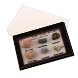 Maxbell Maxbell Natural Marine Animal Fossils Collection Biology Science Kit - Pack of 6