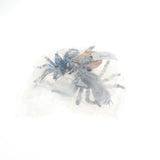 Maxbell Maxbell 4Pcs Plastic Realistic Spider Model Action Figure Toy for Kids Toddlers, Home Decor, Collection