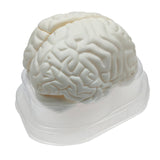 Maxbell Maxbell Life Size Human Brain Model for Kids Education Teaching Tools Lab Supplies