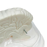 Maxbell Maxbell Life Size Human Brain Model for Kids Education Teaching Tools Lab Supplies